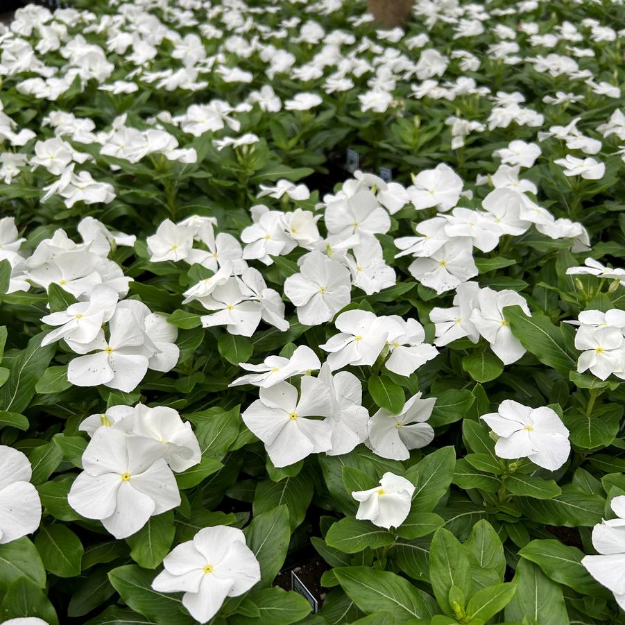 Vinca Titan Pure White