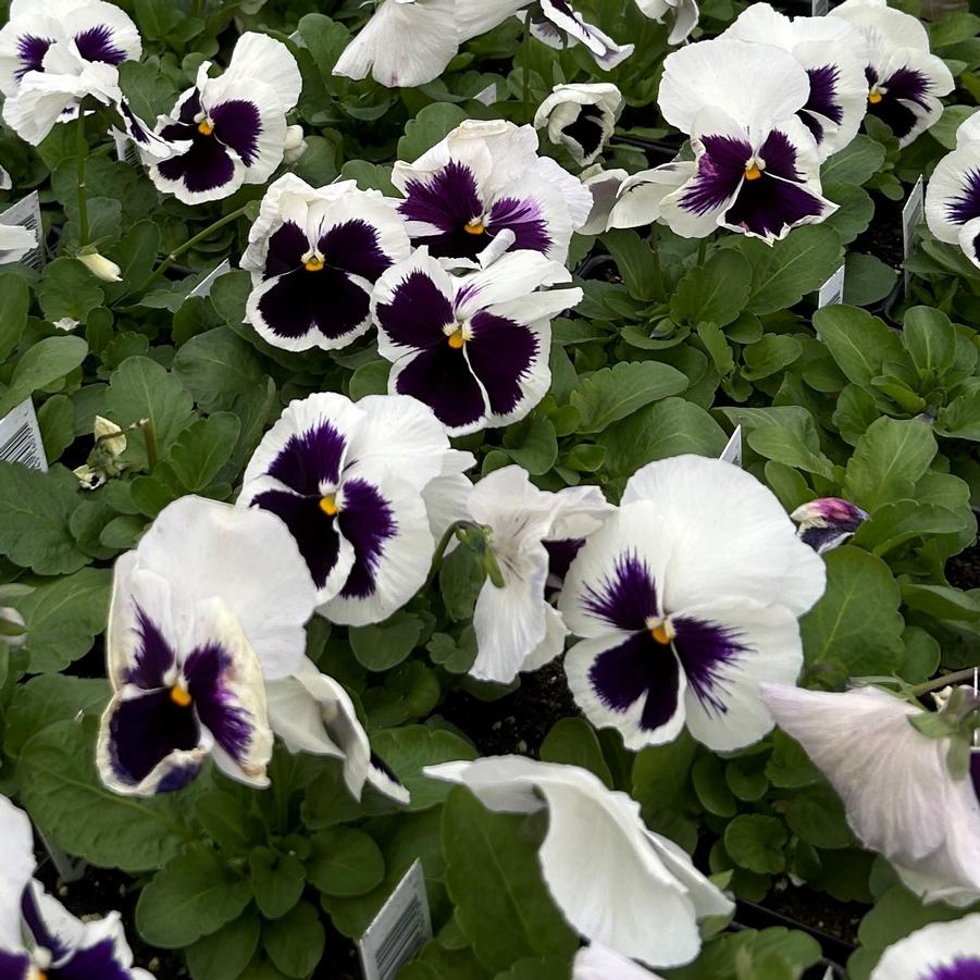 Pansy Matrix White Blotch