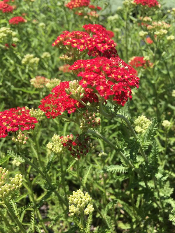 Achillea 'Red Velvet' Yarrow from Babikow