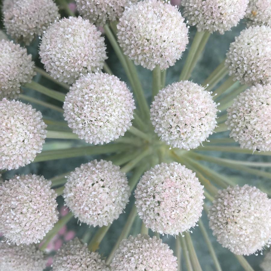 Seseli gummiferum - Moon Carrot from Babikow Wholesale Nursery