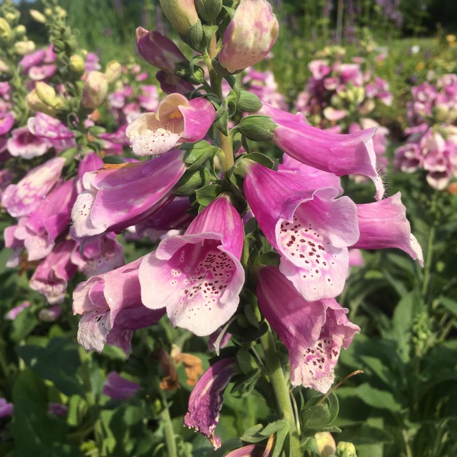 Digitalis 'Dalmatian Rose' from Babikow Wholesale Nursery