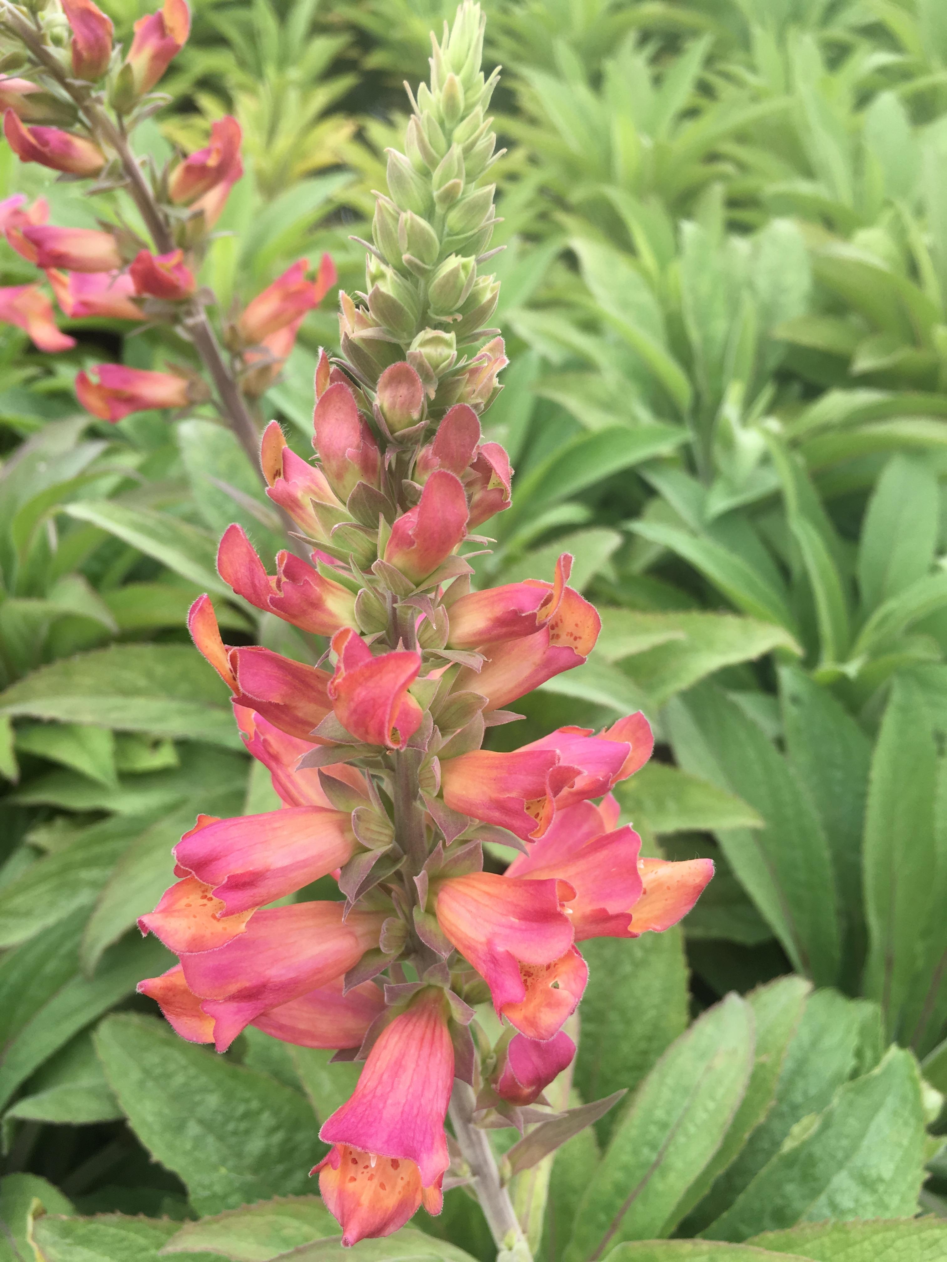 Digitalis 'Foxlight Rose Ivory' from Babikow