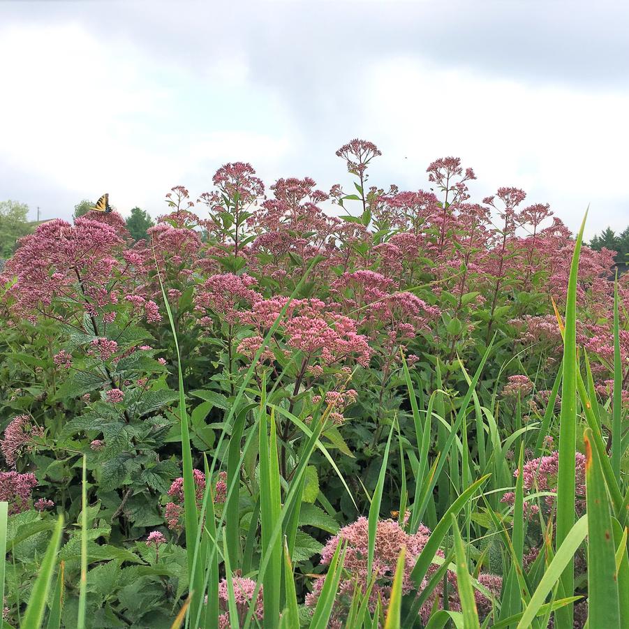 Eupatorium dubium - Three-nerved Joe Pye from Babikow Wholesale Nursery