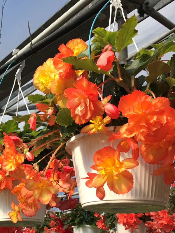 Begonia Hanging Basket 'Illumination' from Babikow