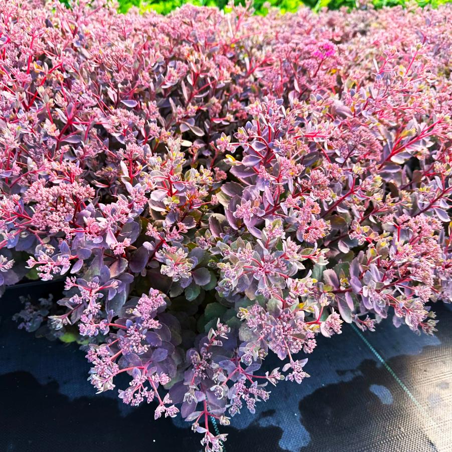 Sedum Sun Sparkler 'SunSparkler Dazzleberry' - from Babikow Wholesale Nursery