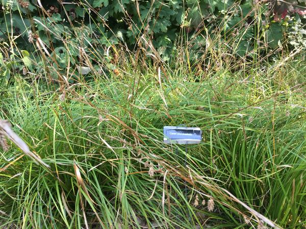 Carex cherokeensis - Cherokee Sedge from Babikow