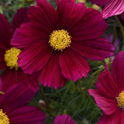 Cosmos Sonata Group SONATA GROUP 'Purple Shades' - from Babikow