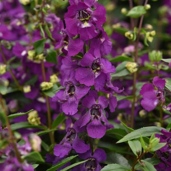 Angelonia Serena 'Purple Improved' - from Babikow