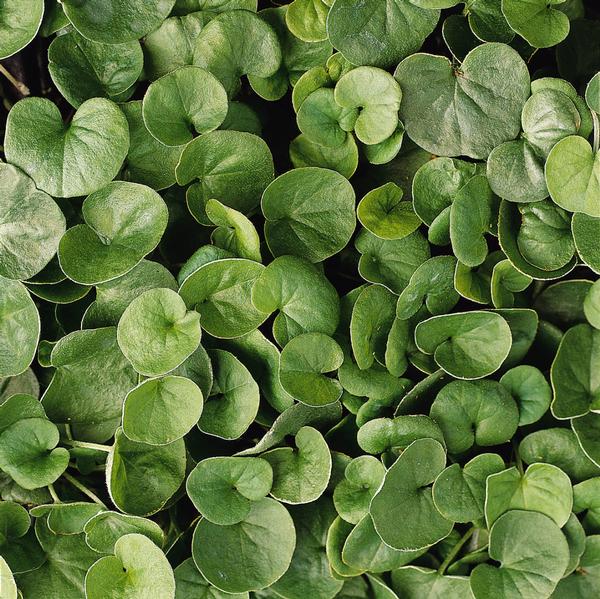 Dichondra 'Emerald Falls' - from Babikow