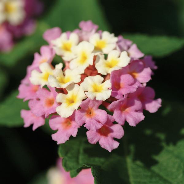 Lantana Landmark Landmark 'Rose Glow' - from Babikow