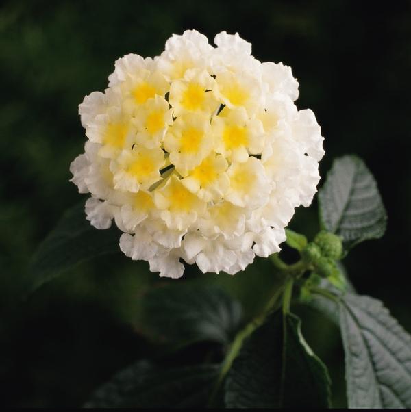 Lantana Landmark Landmark 'White' - from Babikow