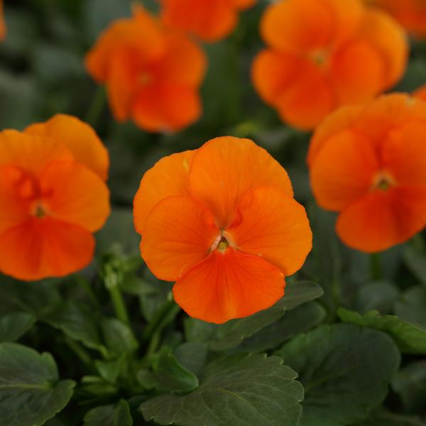 Viola Sorbet XP 'Deep Orange' - from Babikow