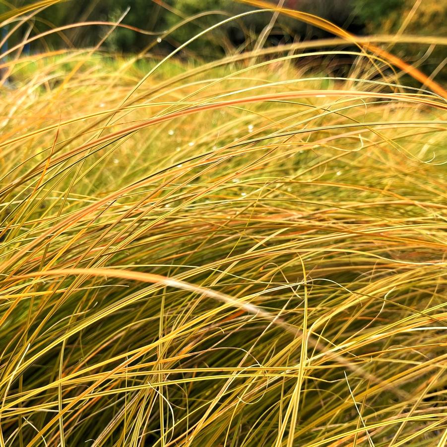 Carex testacea store prairie fire