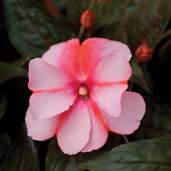 Impatiens New Guinea Sonic 'Sweet Cherry' - from Babikow Wholesale Nursery