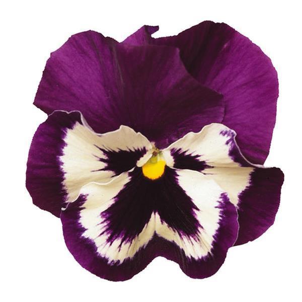 Pansy Matrix 'Purple and White' from Babikow
