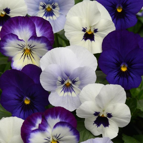 Viola Sorbet 'Ocean Breeze Mix' from Babikow