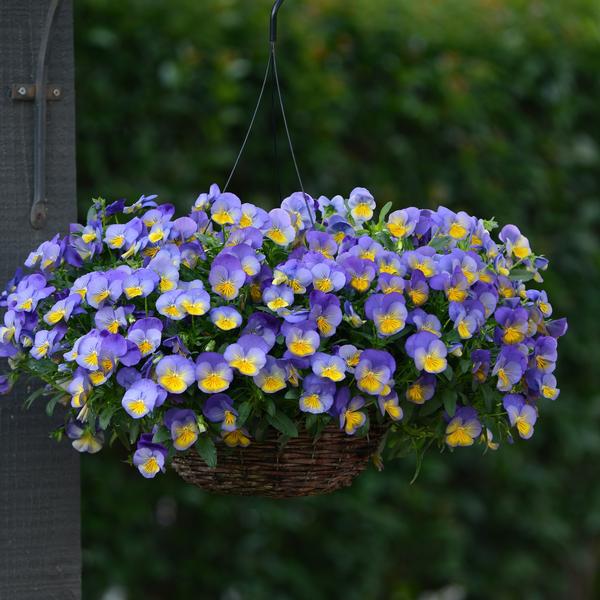 Pansy Cool Wave Hanging Basket 'Morpho' from Babikow