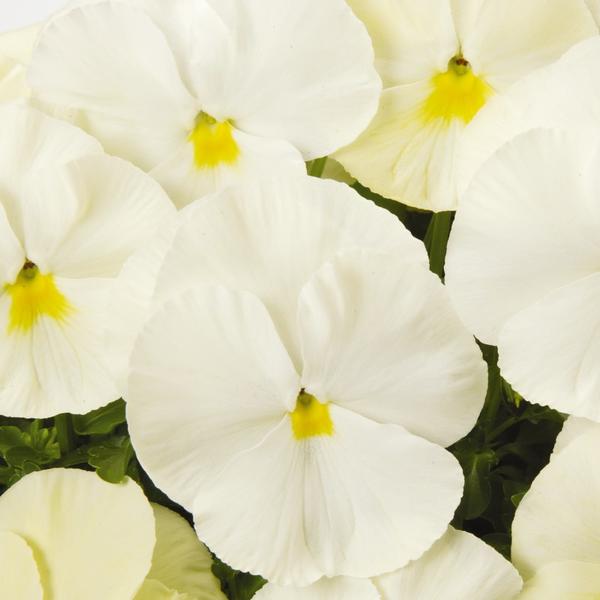 Pansy Matrix 'Primrose' - from Babikow