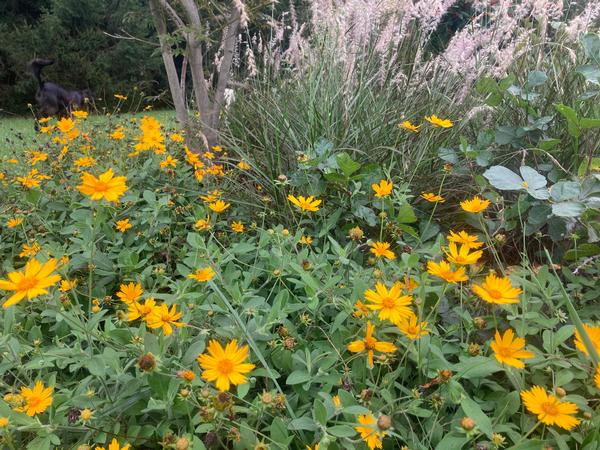 Coreopsis pub. 'Sunshine Superman' - from Babikow