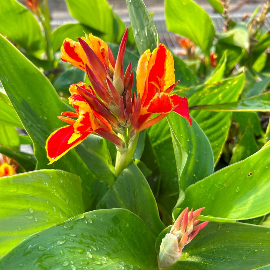 Canna Cannova 'Red Golden Flame' - from Babikow