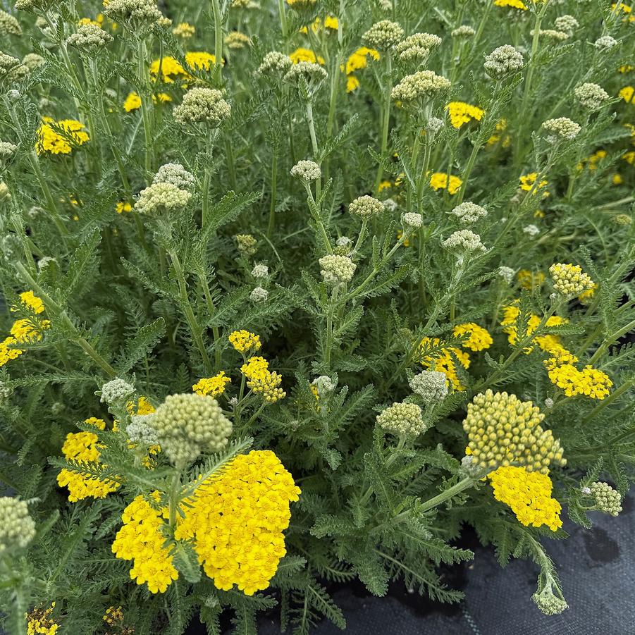 Achillea 'Little Moonshine' - Yarrow from Babikow Wholesale Nursery