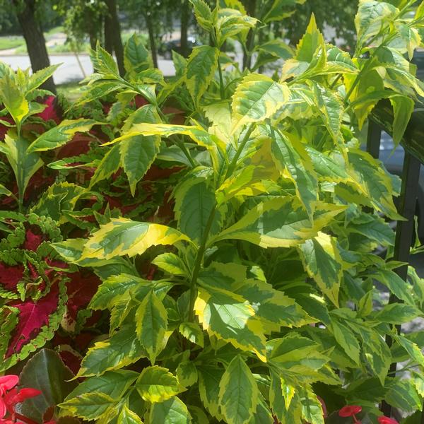 Duranta Gold Edge - gold Edge Skyflower from Babikow