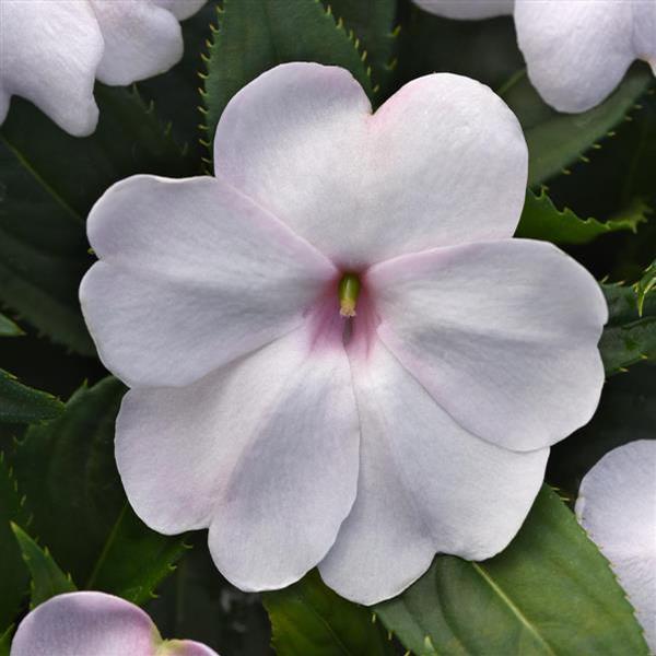 Impatiens Solarscape 'White Shimmer' from Babikow Wholesale Nursery