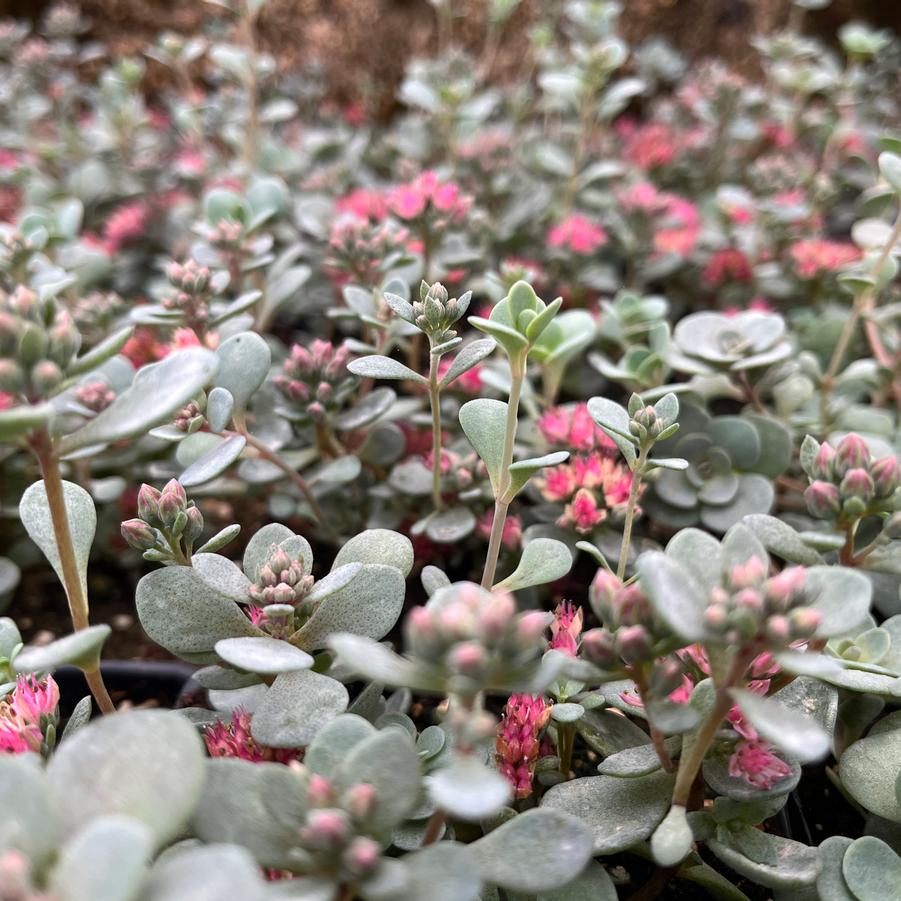 Sedum SEDORO SunSparkler 'Blue Elf' PP27113 'SunSparkler Blue Elf' - from Babikow Wholesale Nursery