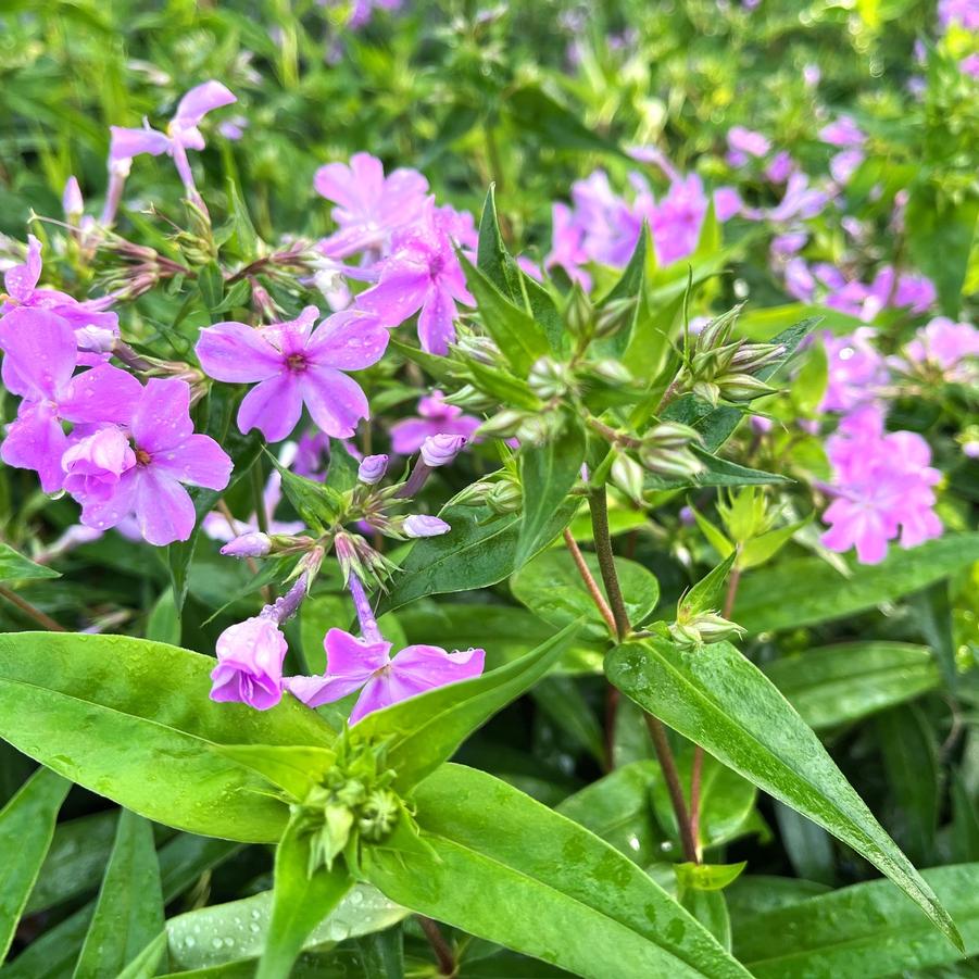 Phlox carolina 'Kim' - from Babikow Wholesale Nursery