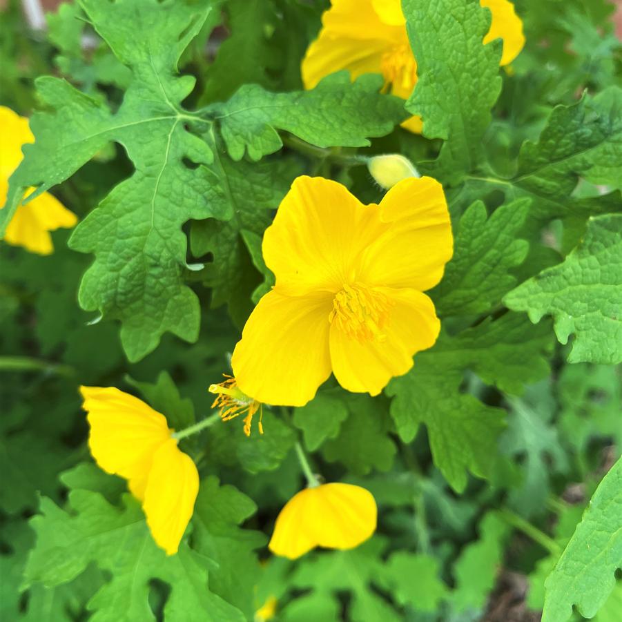 Stylophyorum diphyllum - Wood Poppy from Babikow Wholesale Nursery