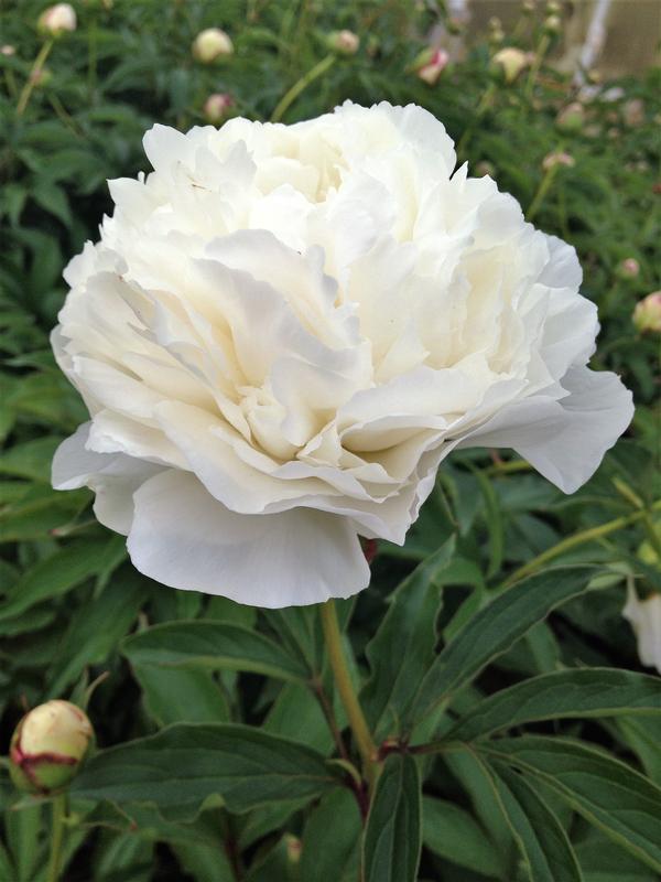 Paeonia 'Duchesse de Nemours' Peony from Babikow