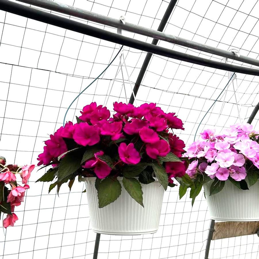 Impatiens SunPatiens Compact Hanging Baskets