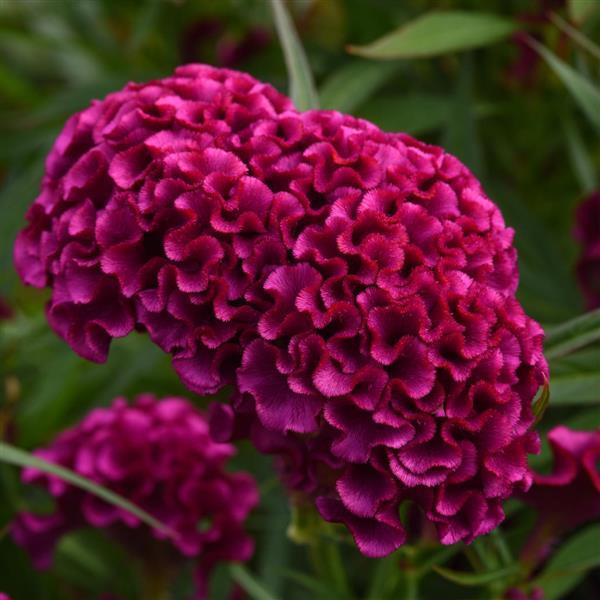 Twisted Celosia