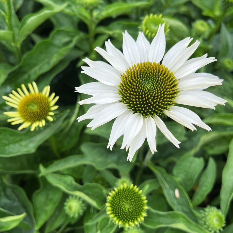 Echinacea 'Prima Donna White' - from Babikow Wholesale Nursery