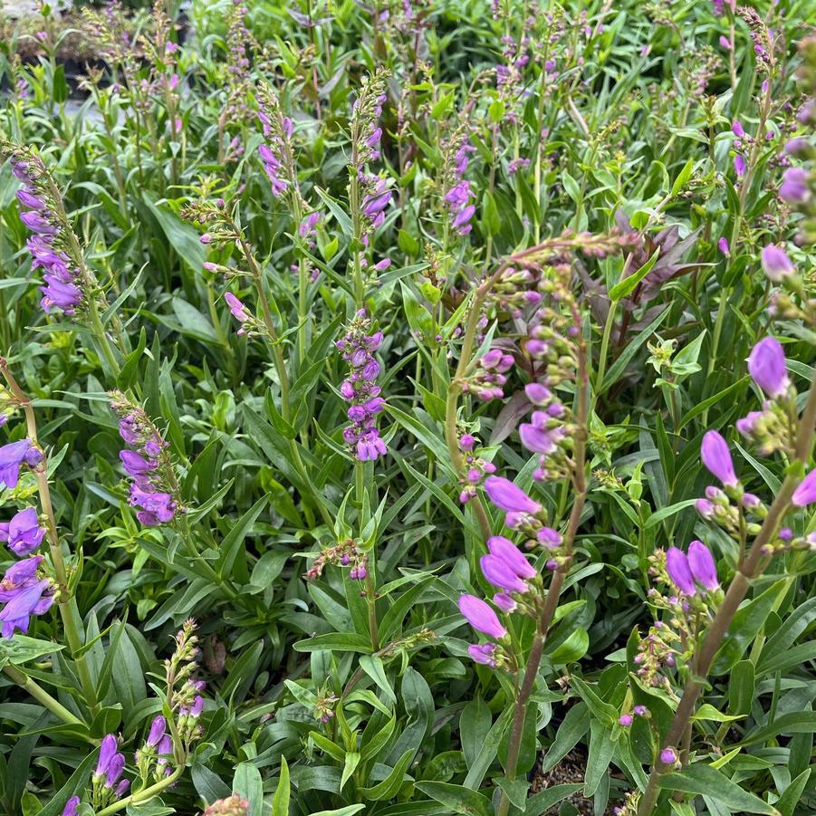 Penstemon strictus - Rocky Mountain Penstemon from Babikow Wholesale Nursery