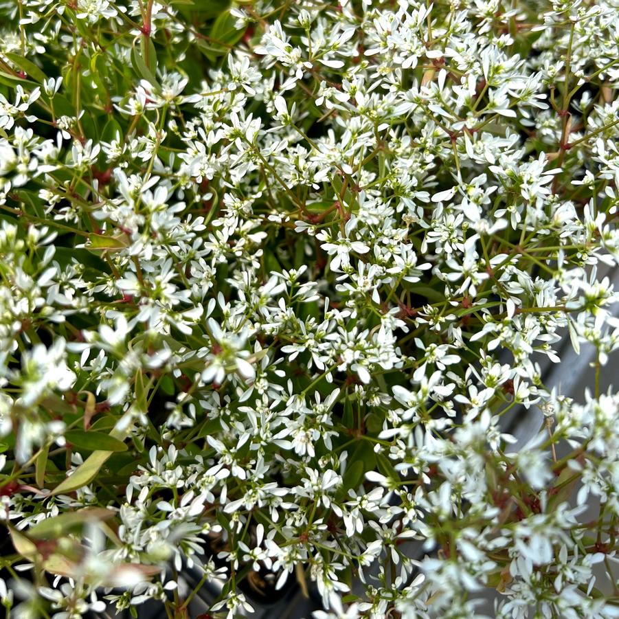 Euphorbia hypericifolia 'Flurry' - from Babikow Wholesale Nursery