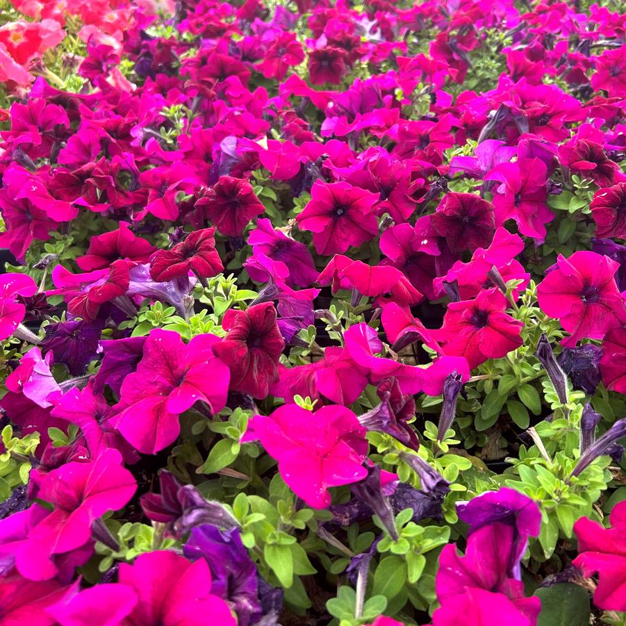 Petunia Limbo GP 'Burgundy' - from Babikow Wholesale Nursery