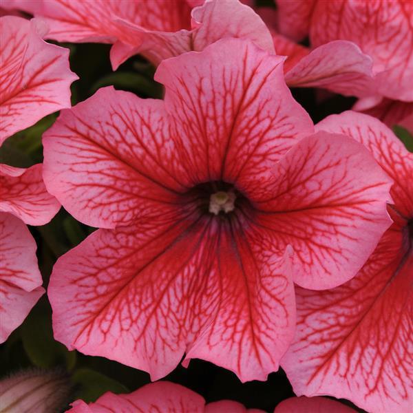 Petunia Pretty Grand 'Summer' - from Babikow Wholesale Nursery