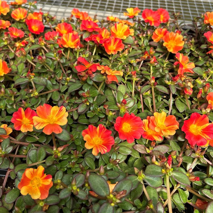 Portulaca Cupcake 'Upright Orange Zest' - from Babikow Wholesale Nursery