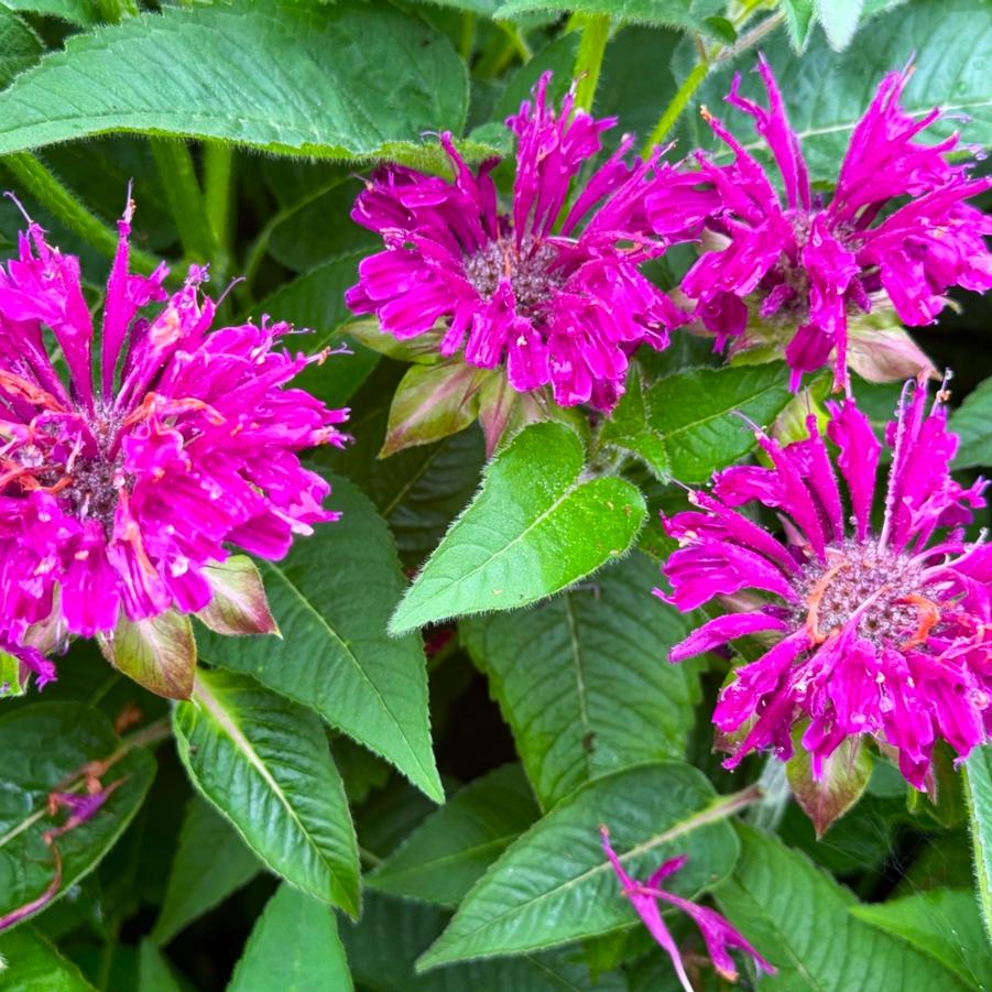Monarda 'Purple Rooster' - Beebalm from Babikow Wholesale Nursery