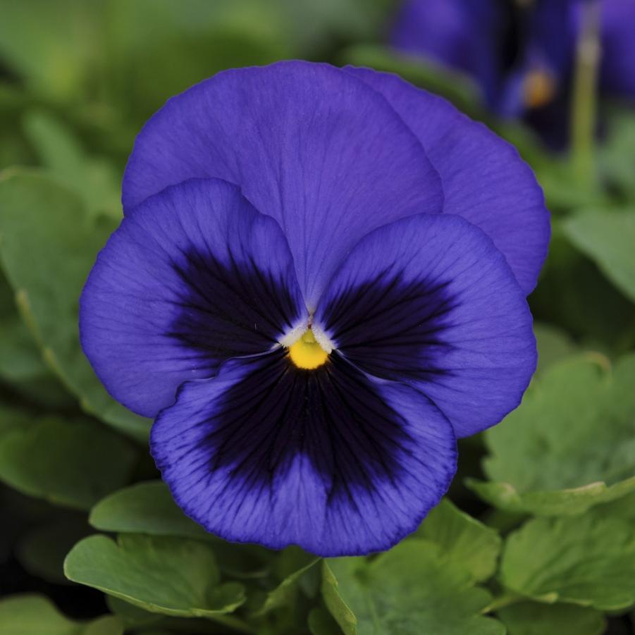 Pansy Matrix 'Blue Blotch' - from Babikow Wholesale Nursery