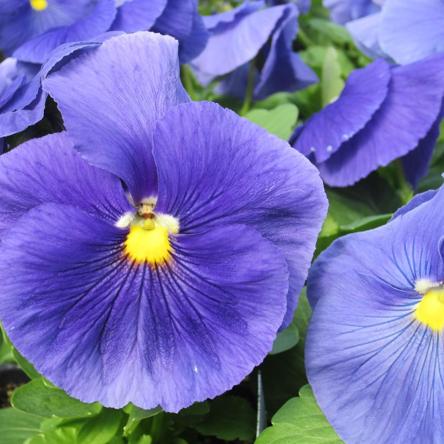Pansy Matrix 'True Blue' - from Babikow Wholesale Nursery