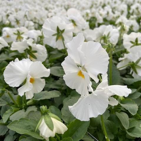 Pansy Matrix 'White' - from Babikow Wholesale Nursery