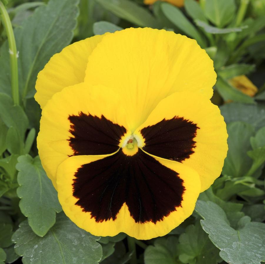 Pansy Matrix 'Yellow Blotch' - from Babikow Wholesale Nursery