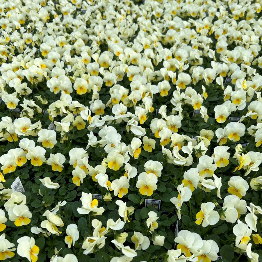 Viola Penny 'Primrose Bicolor' - from Babikow Wholesale Nursery