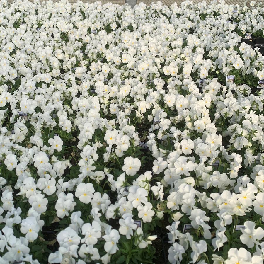 Viola Penny 'White' - from Babikow Wholesale Nursery