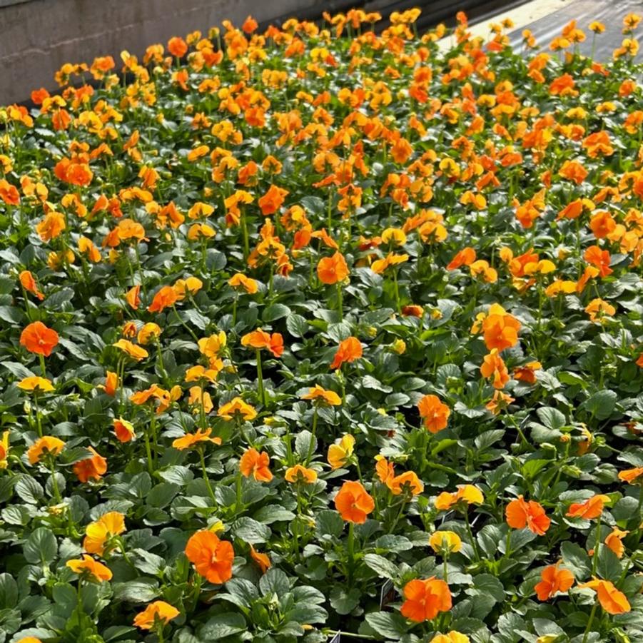 Viola Sorbet XP 'Deep Orange' - from Babikow Wholesale Nursery