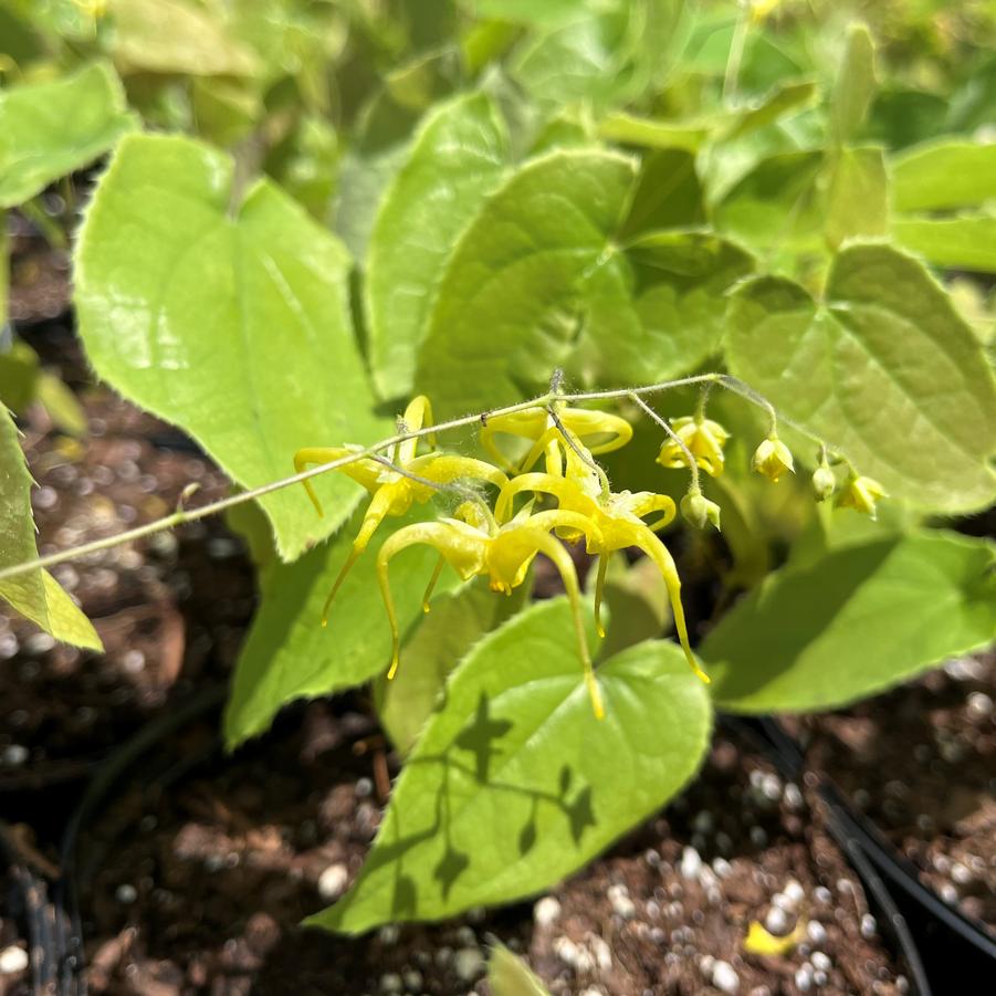 Epimedium Lishihchenii - Fairy Wings from Babikow Wholesale Nursery