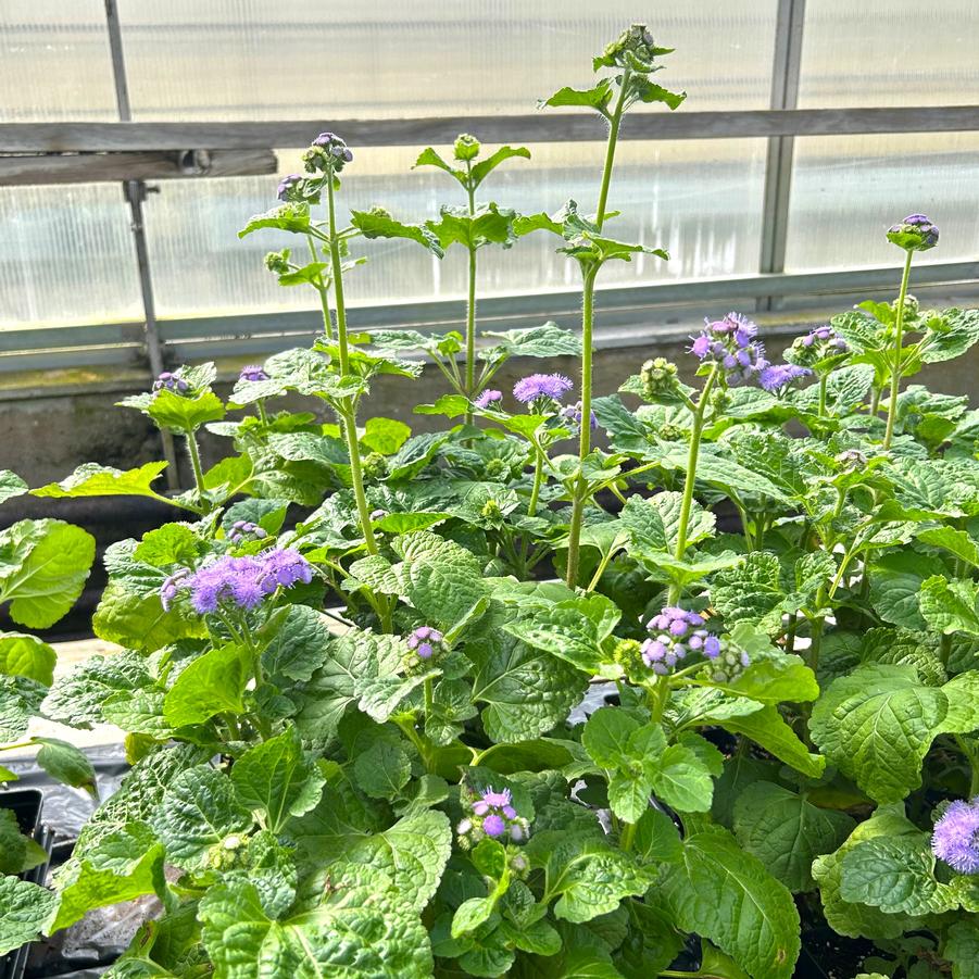 Ageratum Blue Horizon - from Babikow Wholesale Nursery
