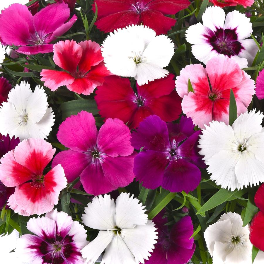 Dianthus Coronet 'Mix' - from Babikow Wholesale Nursery